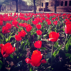Texas Tech is absolutely gorgeous in the spring. 